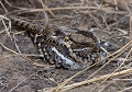 Engoulevent du Mozambique ( Caprimulgus fossii) - Zambie